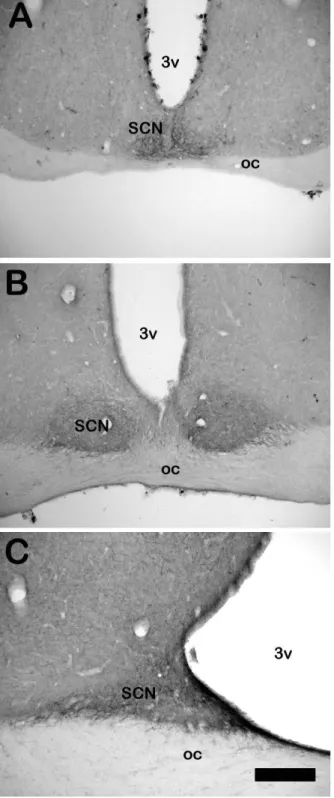 Figure 5. Digital images of coronal sections showing 5-HT- 5-HT-immunoreactive  ibers/terminals  in  suprachiasmatic  nuclei  in  (A)  mouse,  (B)  rat,  and  (C)  marmoset  monkey