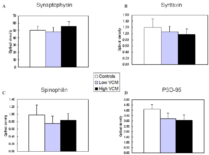 Figure 5.   Effects of chronic haloperidol on synaptic protein levels assessed in whole-cell immunoblots