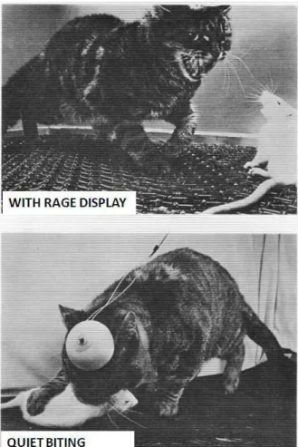 Figure 3.  Above: Examples of two different forms of attack  produced  by  stimulation  of  different  systems  within  the  hypothalamus