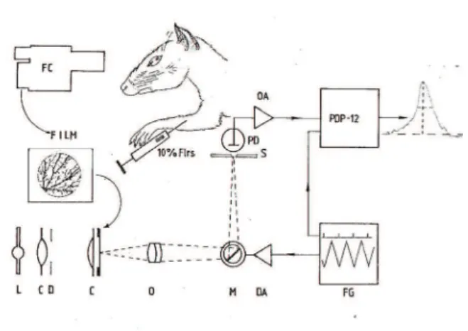 Figure  1  is  a  semi-diagrammatic  representation  of  the  procedure  used  to  obtain  these  data