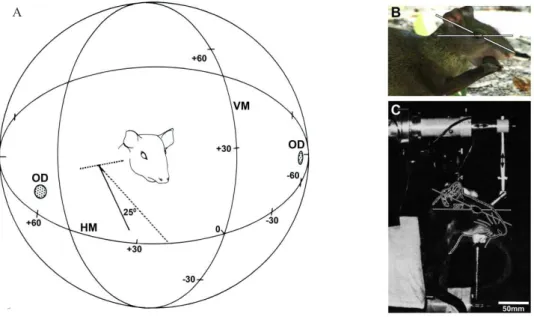 Figure 1.  Relative position of the visual streak projection in the visual ield.  A: Diagrammatic representation of the relative position  of the vertical meridian (VM), horizontal meridian (HM) and optic disks (OD)