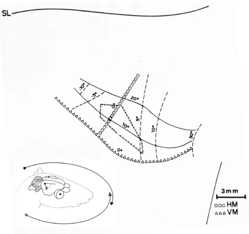 Figure 4. Schematic representation of the mono and binocular ields in the horizon and binocular multiunit response area in V1  (case Da850628)