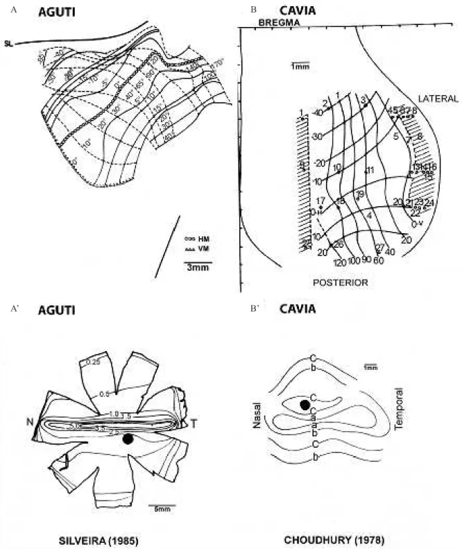 Figure  7  illustrates  detailed  V1  maps  and  retinal  ganglion cell topography for hamster (Tiao &amp; Blakemore,  1976  a,b)  and  rabbit  (Hughes,  1971)