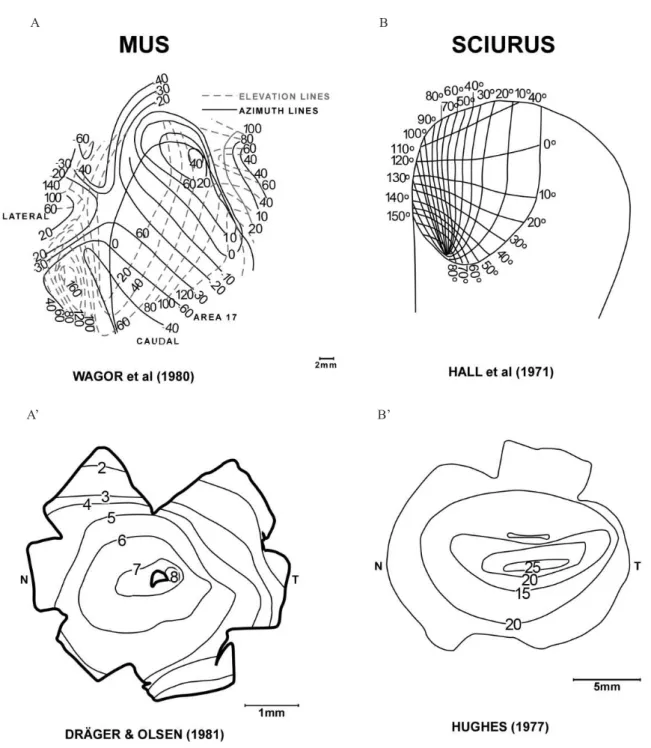 Figure 6.  Ganglion cells isodensity lines in the retina and V1 visual ield representation  in mouse (A, A’; modiied from Wagor  et al., 1980 e Dräger &amp; Olsen, 1981) and grey squirrel (B, B’; modiied from Hall et al., 1971 and Hughes, 1977)