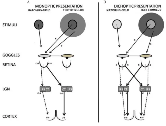 Figure 1.  Test stimulus and matching-ield presentations in monoptic (A) and dichoptic (B) conditions and and the putative respective  sites of possible lateral interactions in the visual pathway
