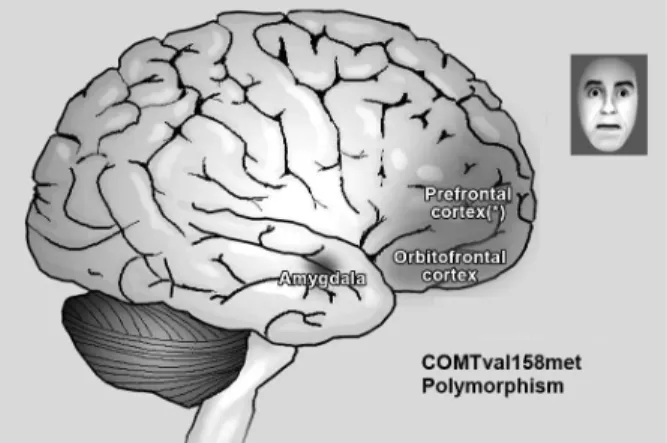 Figure 1. Differential activation of brain areas in PD patients  with the COMT polymorphism.