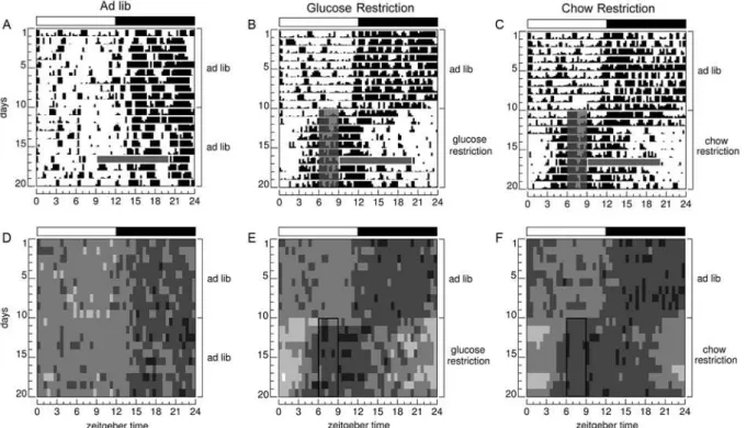 Figure 1. Circadian rhythms of motor activity and body temperature. Representative actograms (A–C) and corresponding  thermograms (D–F) illustrate food anticipation in the GR group (B,E) and CR group (C,F)