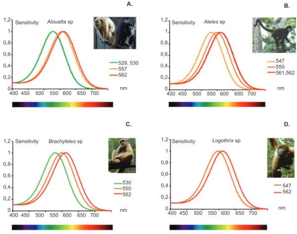 Figure 1. Summary of spectral sensitivity peaks described for LWS/MWS opsin in the Atelidae family