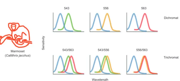 Figure 1. Variety of photoreceptor pigment expression exhibited by marmosets. Each graph shows schematically the spectral  sensitivity range and peak of the photoreceptor classes expressed by dichromatic marmosets (upper row) and trichromatic  marmosets (l