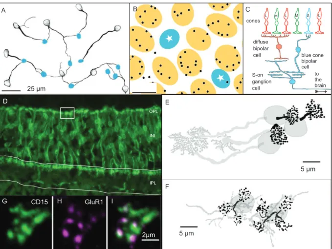 Figure 2. Selective and random connections in retinal color pathways. (A) Drawing from a double-labelled preparation of  whole mount marmoset retina showing blue cone bipolar cells (stippled) and S cone pedicles (blue plaques)