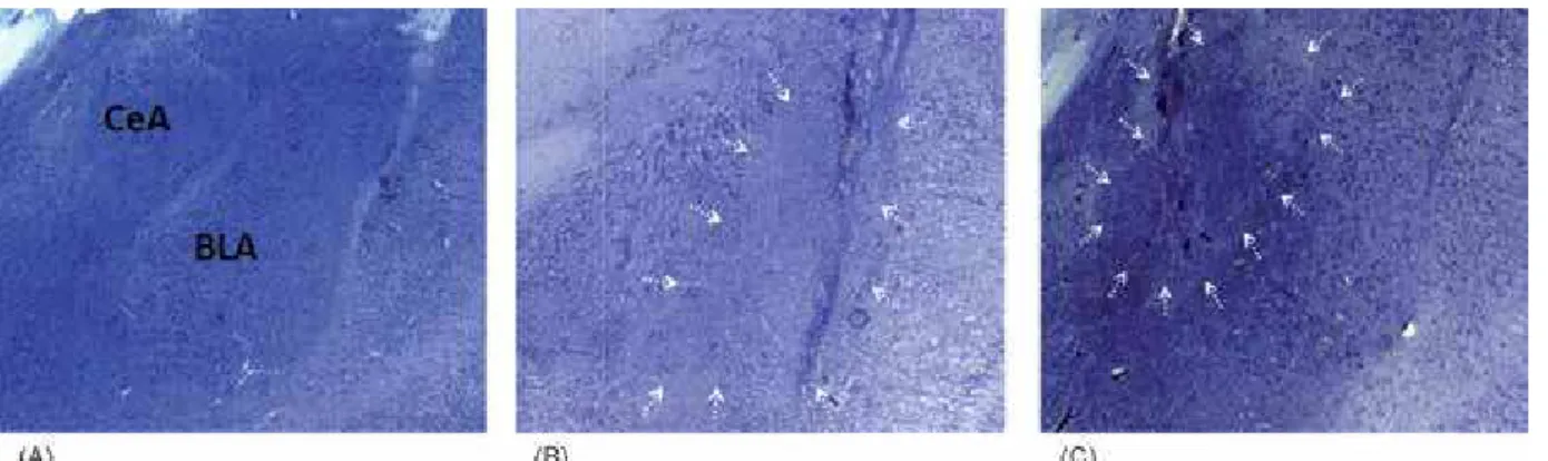 Figure 1. Histological results. Photomicrographs of Cresyl violet-stained coronal sections of the amygdala