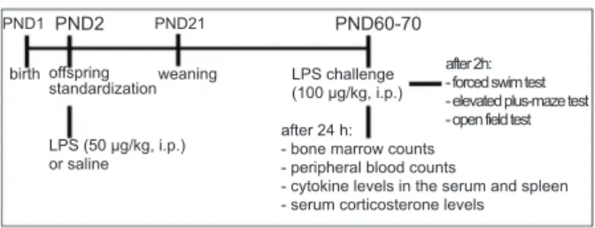 Figure 1. Experimental design. Male and female Wistar rats  were treated with LPS on postnatal day (PND) 2 and  PND60-70