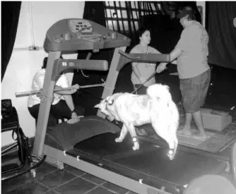 Figure 5. Mean values of the path length of the center of pressure  (COP) of participants (n = 10) who performed a balance task with  eyes open and blindfolded while simultaneously walking a dog and  in a condition with no dog