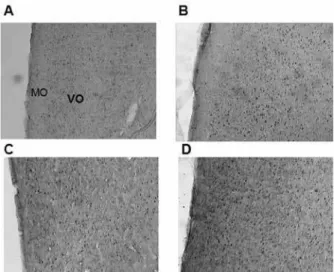 Figure 2. Mean (±SEM) number of Fos-immunoreactive cells in the  ventral-orbital (VO) prefrontal cortex in rats subjected to social insti  -gation and aggressive behavior on postpartum day 5 in the presence  of pups