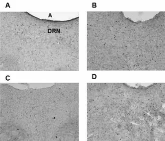 Figure 5. Coronal sections of the rat brain showing the DRN (proxi- (proxi-mal, relative to the aqueduct [Aq]) where Fos-immunoreactive cells  were quantiied in the (A) control group (no social instigation and no  aggressive behavior), (B) social instigati