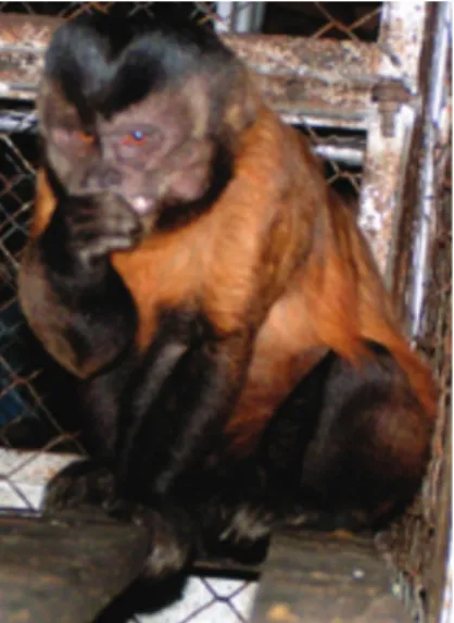 Figure 1. Raul (M14), an adult male capuchin monkey.