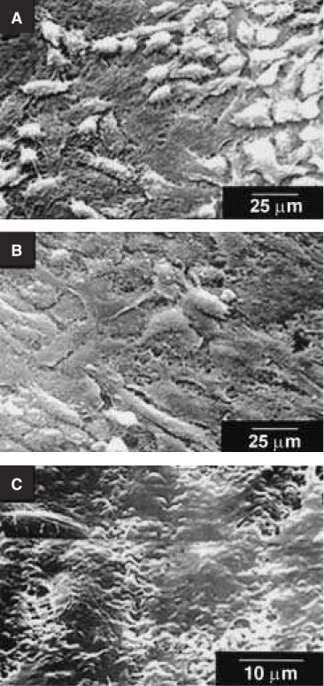 FIGURE 3 - Proliferation of ROS 17/2.8 cultured on hydroxyapatite (HA) discs. Data are presented as  avera-ge values, and bars indicate standard deviation (n = 5).