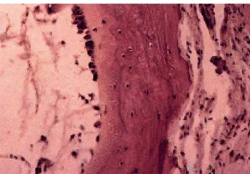 FIGURE 10 - Morphology of the bone after the healing process (6 months). Osteoblasts and osteocytes seams indicate bone apposition (acid fuchsin, 250 X).