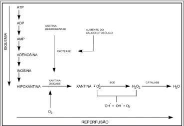 Figura 2 – Reações químicas responsáveis pela formação das espécies reativas tóxicas do oxigênio