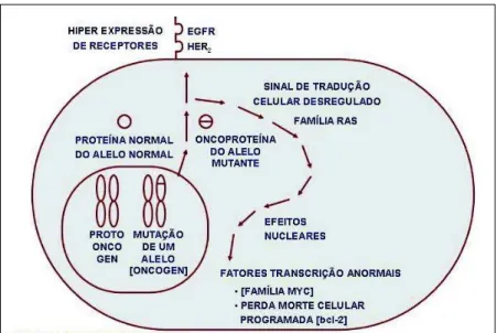 Figura 1 – Oncogenes dominantes