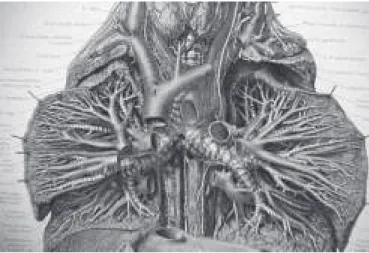 Figura 1 – Anatomia mostrando a VCS e suas relações no mediastino Figura 2 – Ilustração anatômica do mediastino com VCS e suas relações após remoção do coração