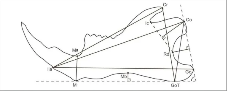 Fig. 2. Biometric points and measurements. Mandibular length I (Co-Iia); Mandibular body length (Go-Iia); Mandibular length II (Cr-Iia); Mandibular ramus curvature depth (Rd at right angle to Co-Go); Mandibular head (Co at right angle to Rd-Ic); Mandibular