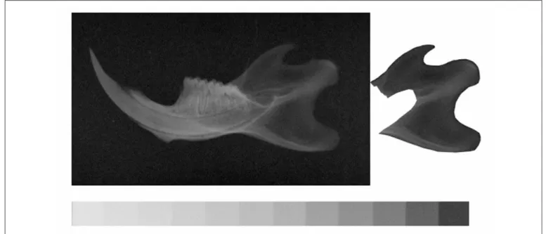 Fig. 3. Radiographic image of the mandibular ramus, selected to perform measurements of mineral bone density.