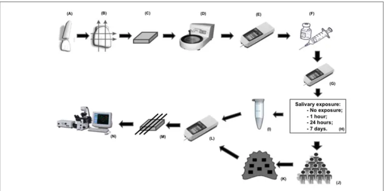 Fig. 1. Experimental design of study (a) Bovine incisor and separation of coronal portion; (b) Sectioning of crowns to obtain specimens; (c) Enamel/dentin blocks with 16 mm 2 ; (d) Polishing of specimens; (e) Roughness analysis; (f) Enamel microabrasion; (