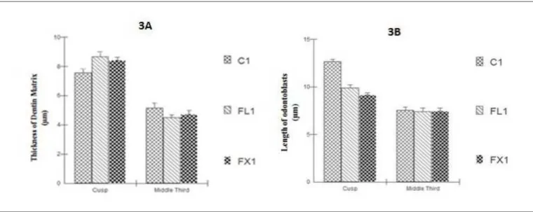 Fig. 3. In 3A shows the evaluation of the effect of fluoxetine on the thickness (in µm) of dentin matrix deposited in the region of future dental cusp and in the middle third of the crown