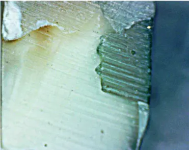 Fig. 1 - Image representative of score 0 (no dye penetration).