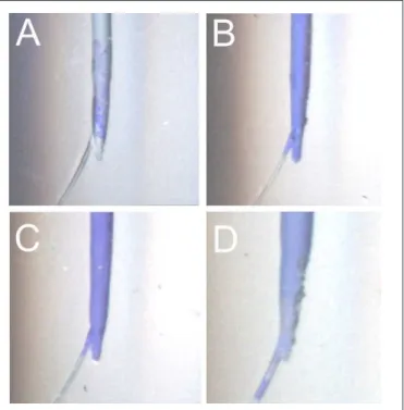 Fig. 2. Acrylic-resin blocks obturated with (A) Lateral condensation, (B) Tagger’s Hybrid technique, (C) Thermafil and (D) System B.