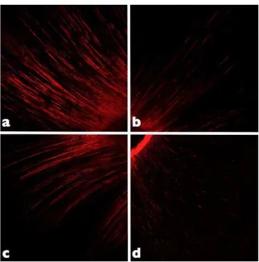 Fig. 2. Representative images of the sealer’s penetration into the cervical dentinal tubules of each group:  (a) 2% CHX gel and 17% EDTA; (b) 2% CHX gel; (c) Saline and 17% EDTA; (d) Saline