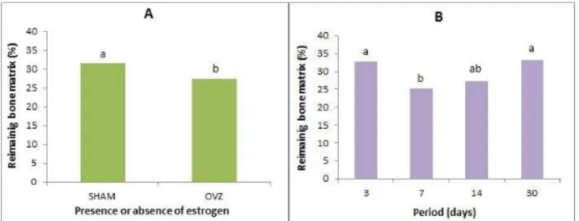 Fig. 3: Mean percentages of the remaining bone matrix (A): presence or absence of estrogen; (B): periods of euthanasia