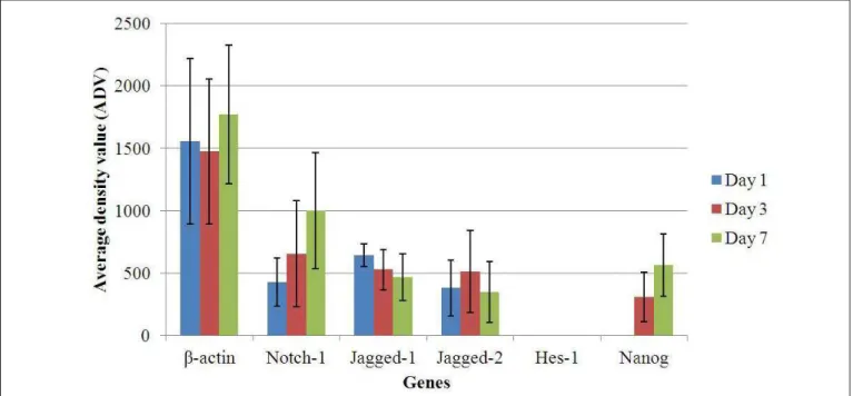 Fig. 2. The average density value (ADV) of the different genes expressed in SHED cultured in KGM
