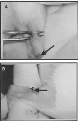 Figure 1. A. Calcaneus tendon exposed after incision in the skin, ready to suffer tenotomy for transversal shearing, the arrow evidences the calcaneus