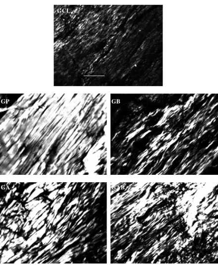 Figure 2. The image shows the string collagens birefringency shine of the mice groups analyzed in polarization microscopy