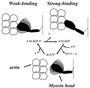 Figure 2. Structural changes of the myosin head during muscle contraction, coupled to the ATPase cycle