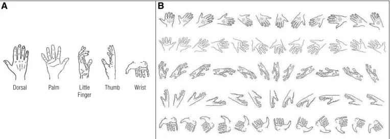 Figure 1. Stimuli showed in several views (A) and orientations (B - 30deg steps). For drawings of the right hand, the angles varies clockwise from 0  deg (ﬁ ngers upward or palm face down in the wrist view) to 330 deg