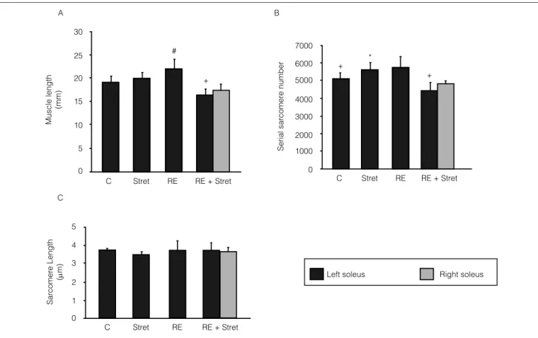 Figure 2. Effect of stretching and resistive exercise in the longitudinal analyses of the rat soleus muscle.