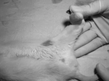 Figure 2. Variation in paw elevation times, in seconds, for: the sham  group  (SG),  stretching  group  (STCG)  and  neural  mobilization  group  (NMG);  at  the  moments:  before  lesion  (M1),  on  the  3 rd   day  after  the  lesion  and  before  the  i