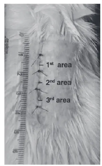 Figure 1. Appearance of the wound at the end of surgery, showing the  laser application areas.