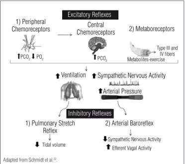 Figure 1. The adjustments of the ventilatory and circulatory responses depend  on the interaction of several reflexes