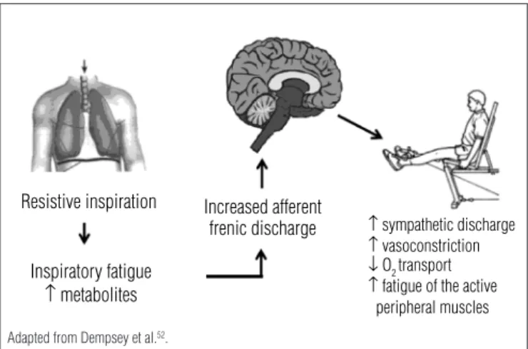 Figure 3. Illustration of the inspiratory metaboreflex activated during  the fatiguing inspiratory muscle work due to metabolite accumulation that  increase afferent phrenic discharge resulting in the increase of the sympathetic  activity and peripheral va