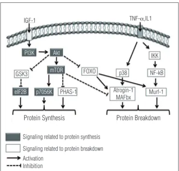 Figure 1. It can be seen to the left signaling triggered by IGF-1 that results  in muscle hypertrophy by activation of PI3K that starts a chain sequence of  activation (Akt, mTOR, and p7056K elF2B)