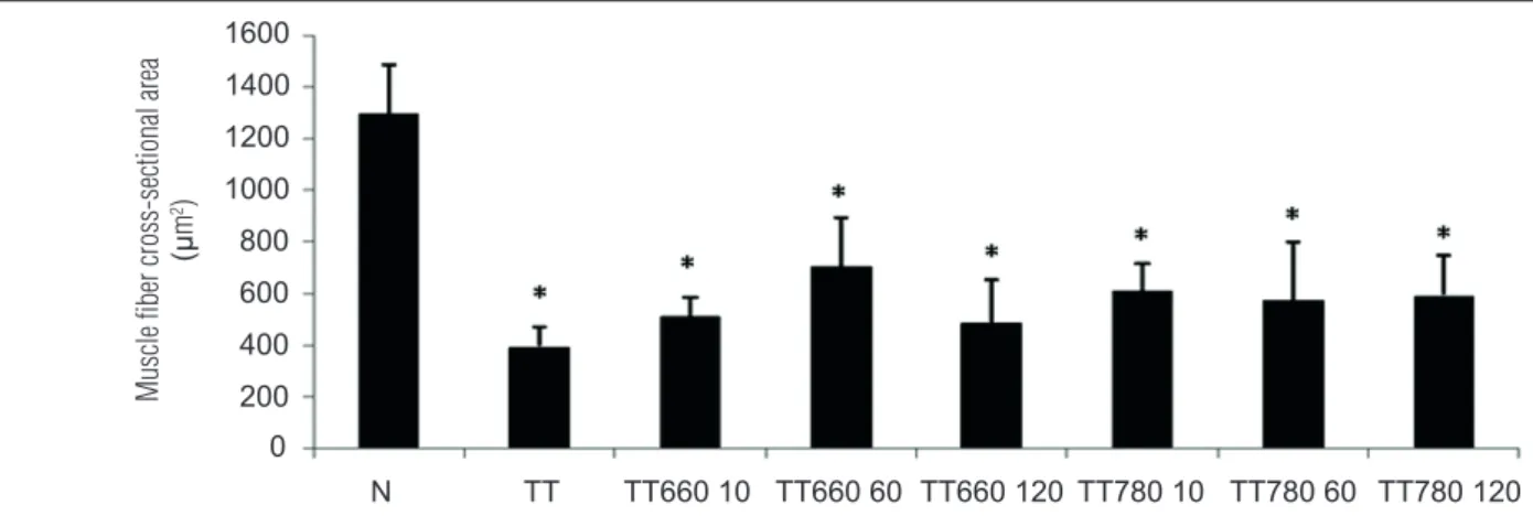Figure 3. Cross-sectional area (CSA) of soleus muscles from the different experimental groups