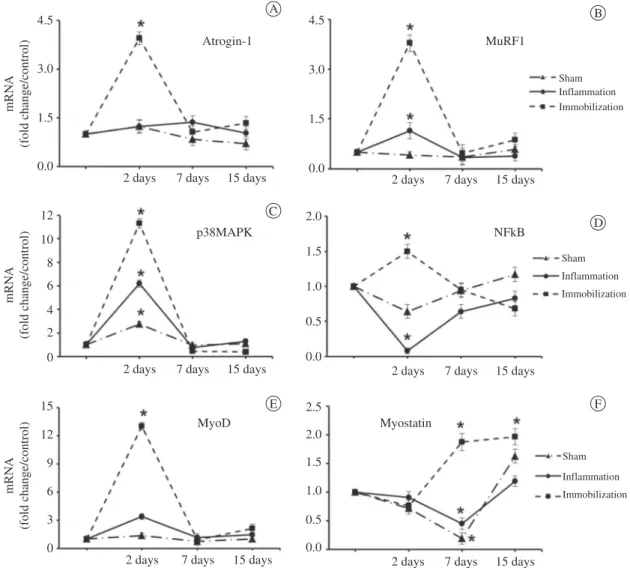 Figure 2. Gene expression of atrogin-1 (A), MuRF1 (B), p38MAPK (C), NFκB (D), MyoD (E), and myostatin (F) in the soleus muscle  of the sham, inflammation, and immobilization groups at 2, 7, and 15 days