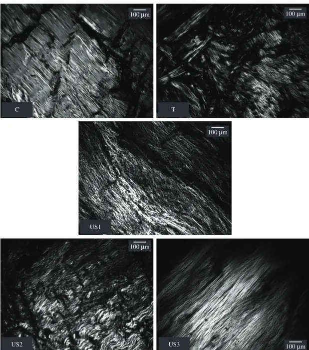 Figure 5. Images related to the qualitative observations of the birefringence analyses of the tenotomized rat tendons