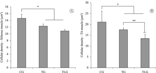 Figure 3. Morphometry of CSA. (A) Soleus muscle iber CSA. CG: control group; TG: trained group; TLG: trained and laser group