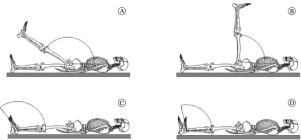 Figure 1. Schematic representation of the hip and ankle joints during the joint positioning test