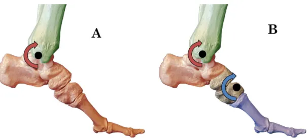 Figure 1. Illustrations of the osseous foot during push-off of gait. (A) The single-segment modeling approach that treats the whole  foot (red) as a rigid body, moving about the tibia (green)